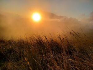 Photographers section – “Sunset in the wheat”